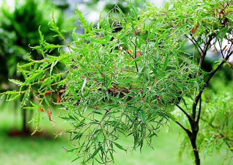 Bài thuốc từ cây đinh lăng