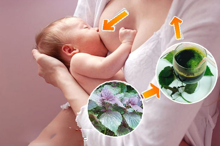tác dụng của lá tía tô với trẻ sơ sinh