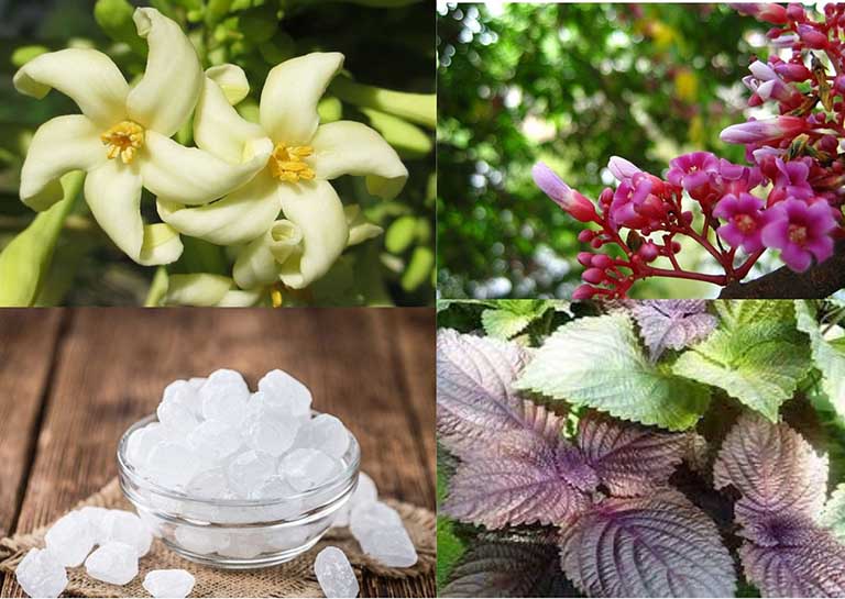 tác dụng của lá tía tô với trẻ sơ sinh