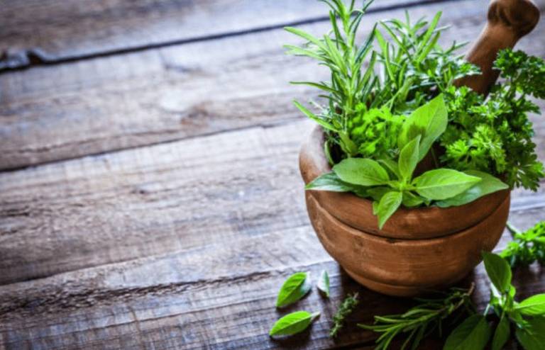 Kết hợp xương rồng và cỏ xước chữa bệnh