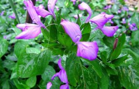 cây lá cẩm chữa gai cột sống