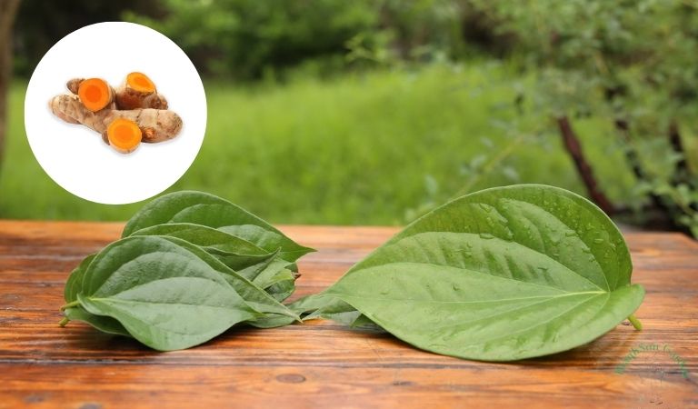 Cách chữa viêm phế quản bằng lá trầu không