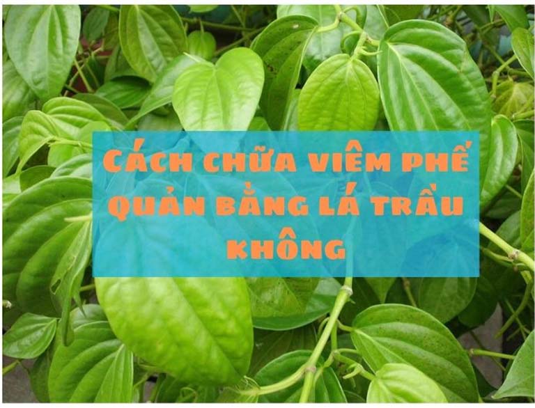 Cách chữa viêm phế quản bằng lá trầu không