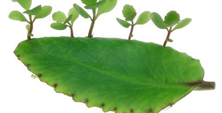 cây lá bỏng chữa loét dạ dày