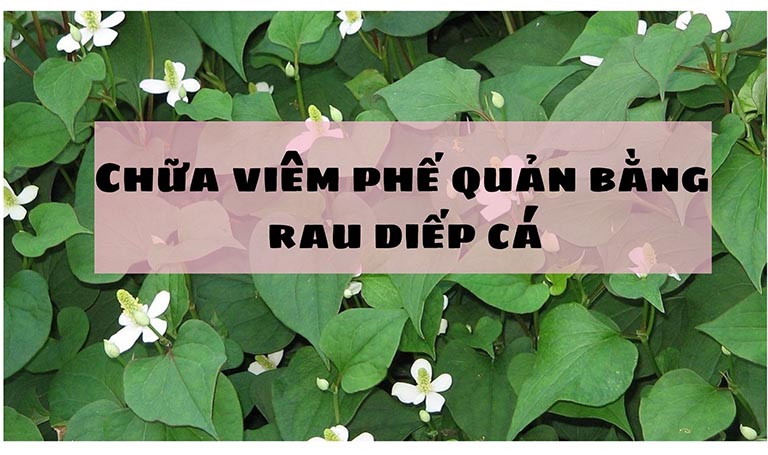 Chữa viêm phế quản bằng rau diếp cá