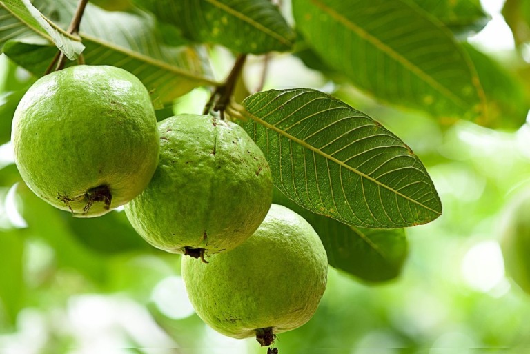 Cách trị bệnh chàm tại nhà bằng lá ổi