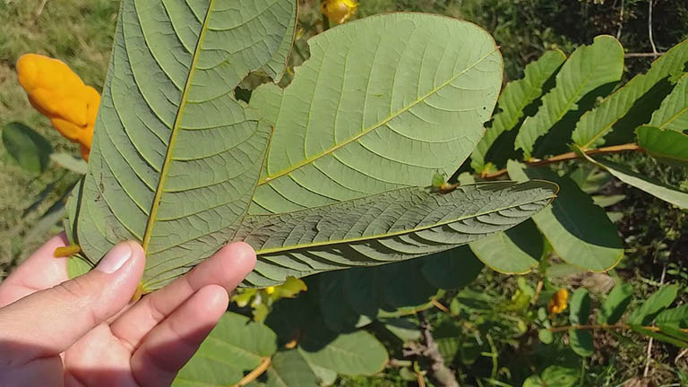 Cây muồng trâu chữa bệnh vảy nến