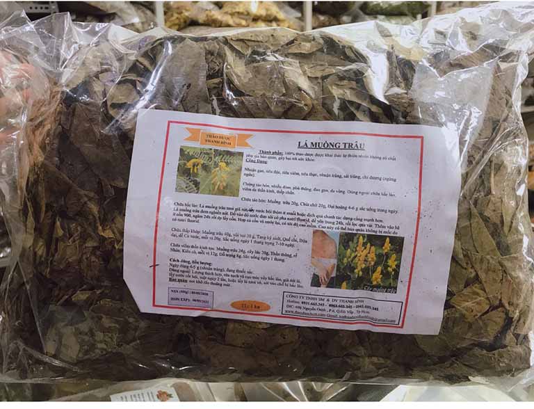 Cây muồng trâu chữa bệnh vảy nến