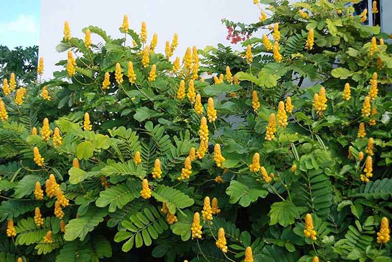Cây muồng trâu chữa bệnh vảy nến