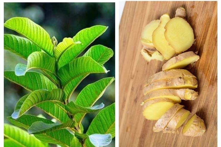 chữa đau dạ dày bằng lá ổi