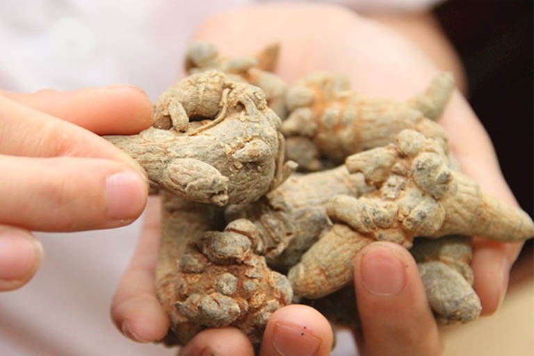 chữa u xơ tử cung bằng tam thất
