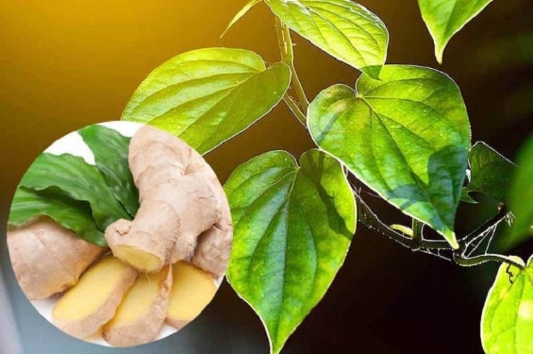 mẹo dùng lá trầu không chữa viêm lộ tuyến