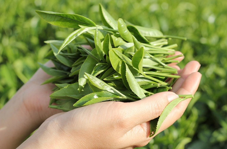 mẹo chữa viêm lộ tuyến bằng lá trầu không