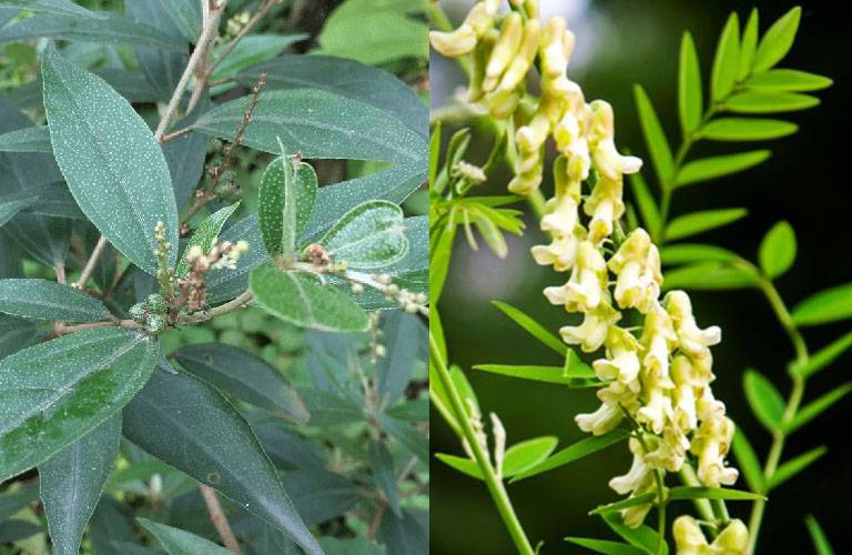 chữa viêm lộ tuyến bằng thuốc nam
