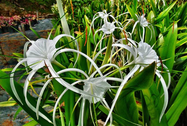 chữa viêm lộ tuyến bằng thuốc nam
