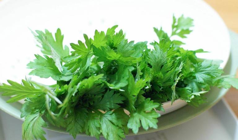 lá cây chữa rối loạn tiền đình
