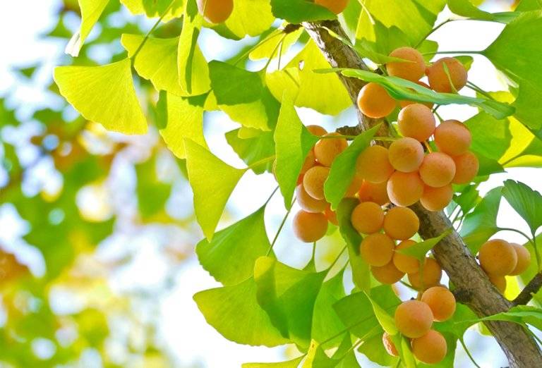 lá cây chữa rối loạn tiền đình