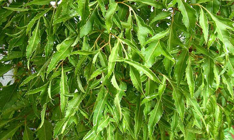 lá cây chữa rối loạn tiền đình
