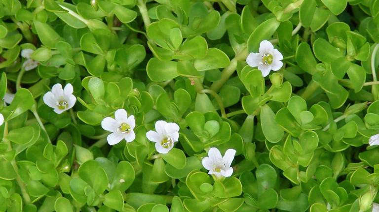 lá cây chữa rối loạn tiền đình