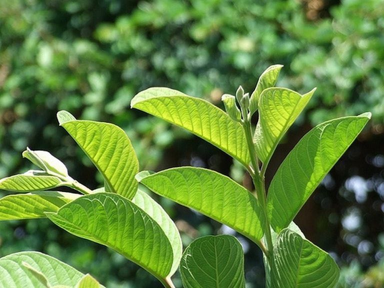 Trẻ bị rối loạn tiêu hóa uống thuốc gì