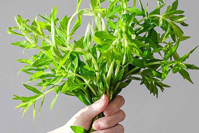 Cách trị huyết trắng bằng rau ngổ theo dân gian